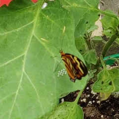 Mechanitis polymnia kayei