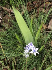 Scilla verna