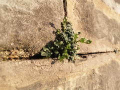 Asplenium ruta-muraria