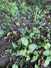 Ophioglossum petiolatum image