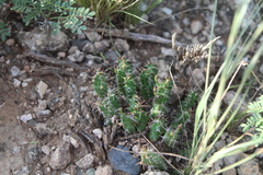 Euphorbia stellata