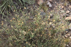 Pegolettia retrofracta