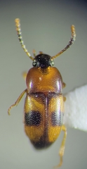 Poecilocrypticus formicophilus
