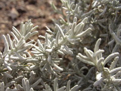 Senecio filaginoides