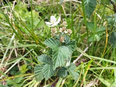 Rubus affinis