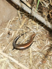 Chalcides sexlineatus