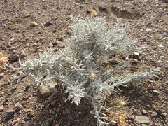 Senecio filaginoides