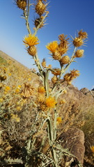Centaurea onopordifolia