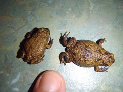 Nicholl's Toadlet photo 5