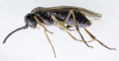 Periclista