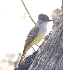 Myiarchus stolidus