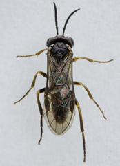 Periclista