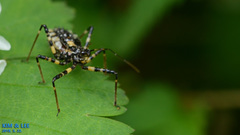 Sphedanolestes impressicollis