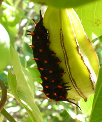 Battus philenor hirsuta