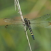 Black Riverdarter - Photo (c) Lin Scott, some rights reserved (CC BY), uploaded by Lin Scott