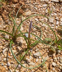 Moraea sisyrinchium