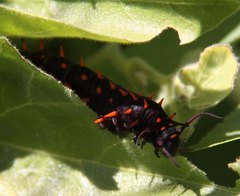 Battus philenor hirsuta