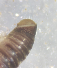 Cylindroiulus truncorum