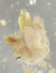 Cylindroiulus truncorum