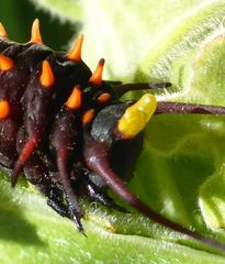 Battus philenor hirsuta