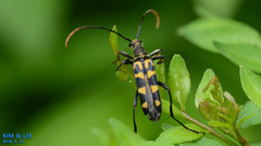 Leptura annularis