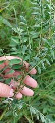 Indigofera cryptantha