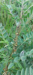 Indigofera cryptantha