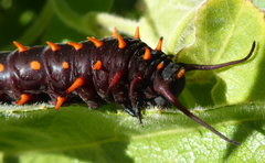 Battus philenor hirsuta