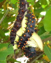 Battus philenor hirsuta