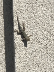 Sceloporus occidentalis