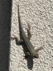 Sceloporus occidentalis
