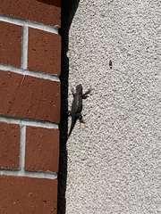 Sceloporus occidentalis