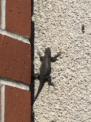 Sceloporus occidentalis