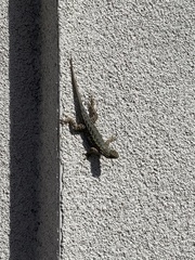 Sceloporus occidentalis