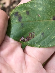 Stigmella rhamnella