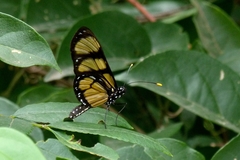 Methona themisto