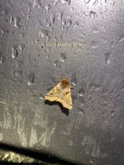 Cerastis enigmatica