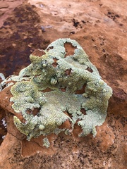 Lecanora argopholis