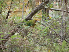 Platycercus icterotis