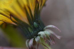 Aphis taraxacicola