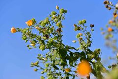 Abutilon