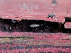 Pogonognathellus dubius