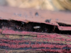 Pogonognathellus dubius