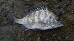 Acanthopagrus schlegelii