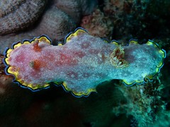 Goniobranchus albopunctatus