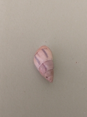 Drymaeus semistriatus