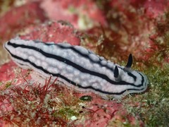 Phyllidiidae
