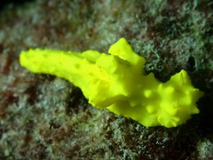 Notodoris citrina