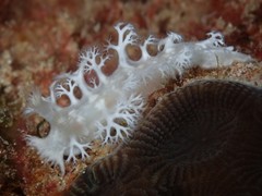 Tritoniopsis elegans