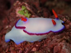 Hypselodoris brycei